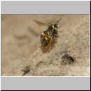 Cerceris rybyensis - Knotenwespe 38a mit Lasioglossum - Furchenbiene - Sandgrube OS-Wallenhorst.jpg